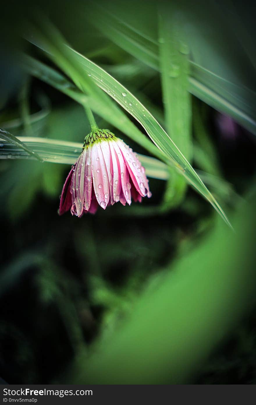 Flower, Flora, Plant, Close Up