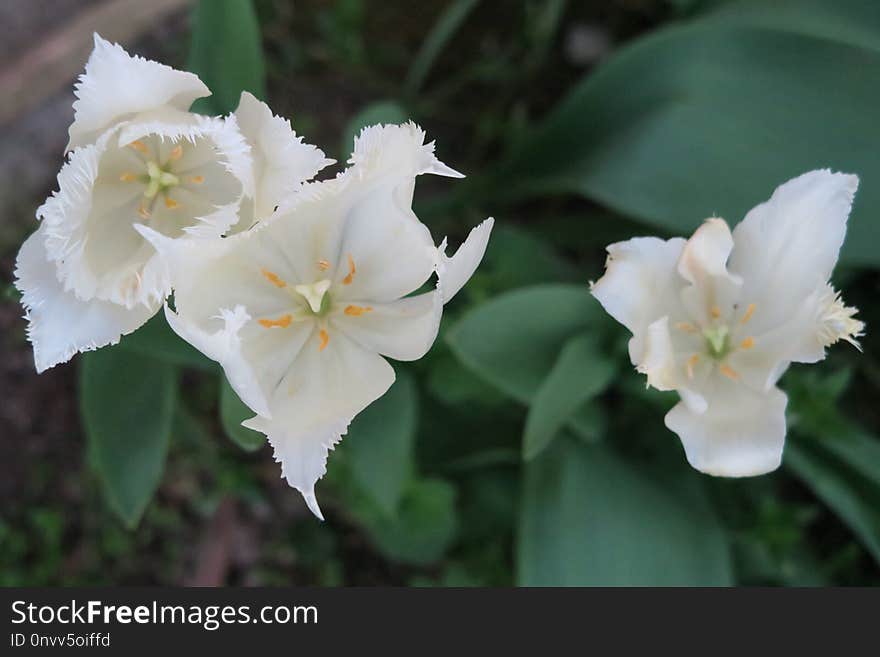 Flower, Plant, Flowering Plant, Lily