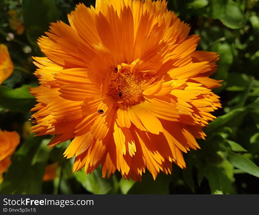 Flower, Yellow, Calendula, Flora