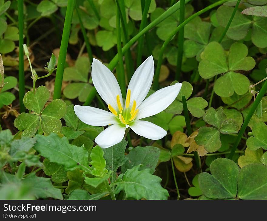 Flower, Plant, Flora, Wood Sorrel Family