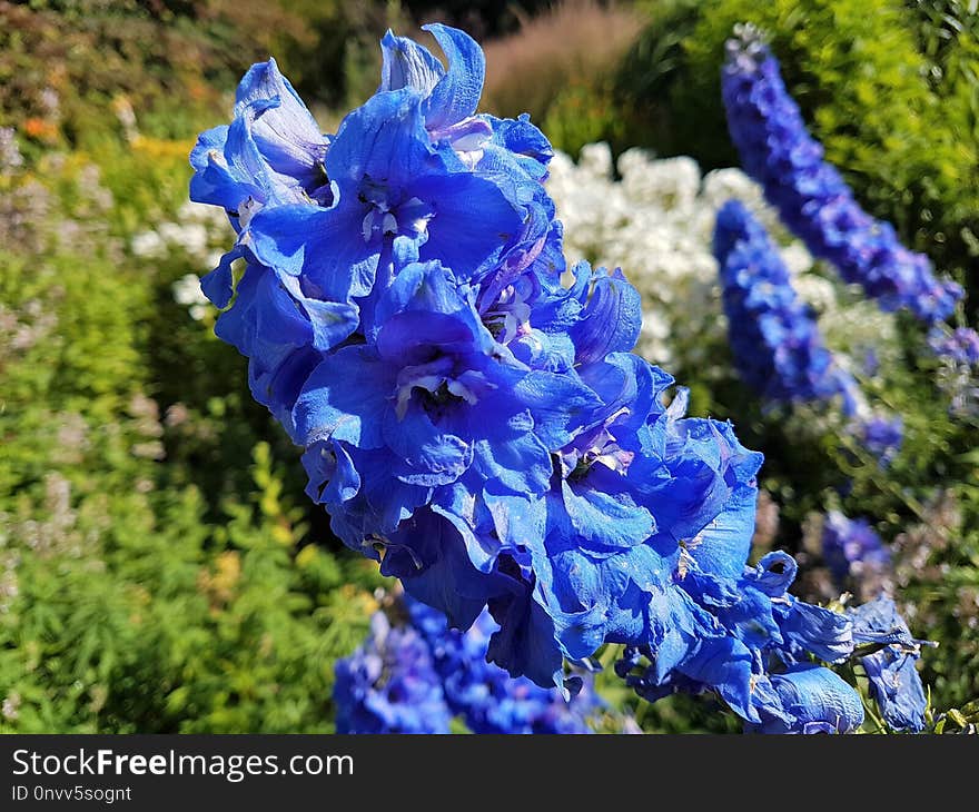 Blue, Flower, Plant, Flora