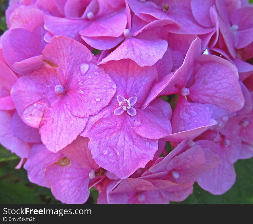 Flower, Pink, Hydrangea, Lilac