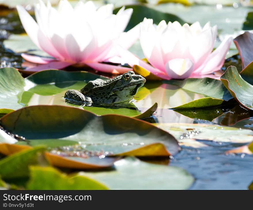 Water, Flower, Flora, Leaf