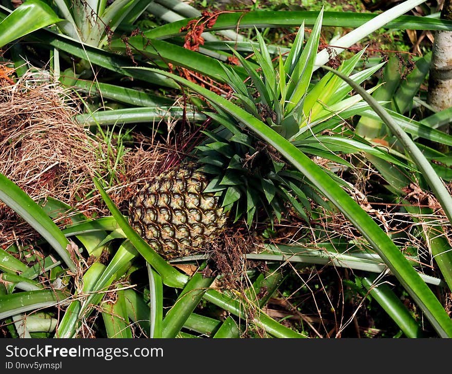 Plant, Flora, Grass, Arecales