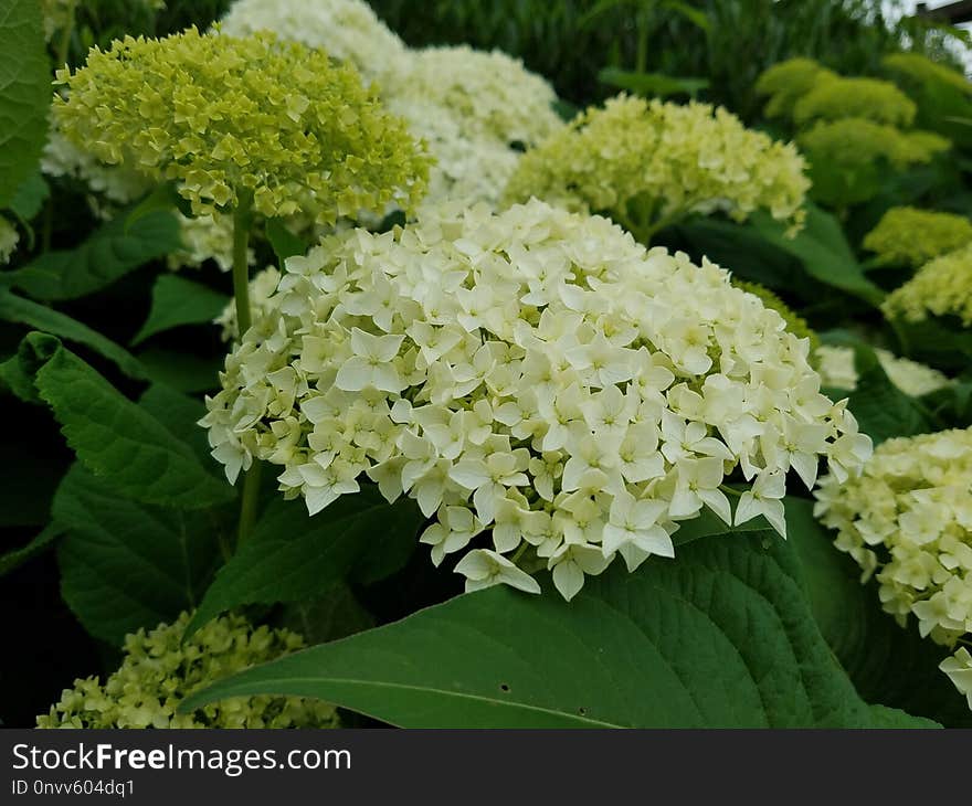 Plant, Flower, Hydrangea, Flowering Plant