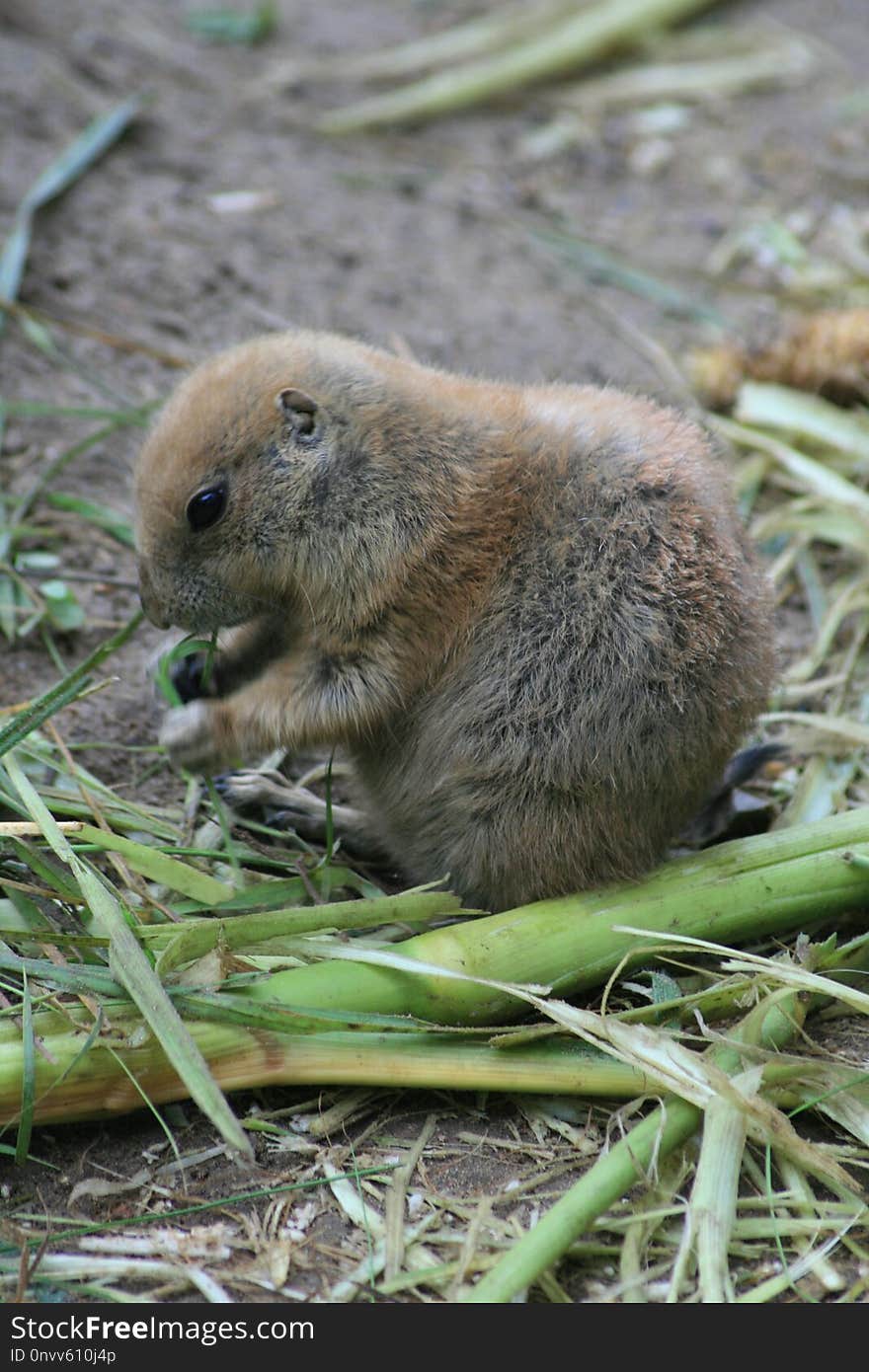 Mammal, Fauna, Prairie Dog, Rodent