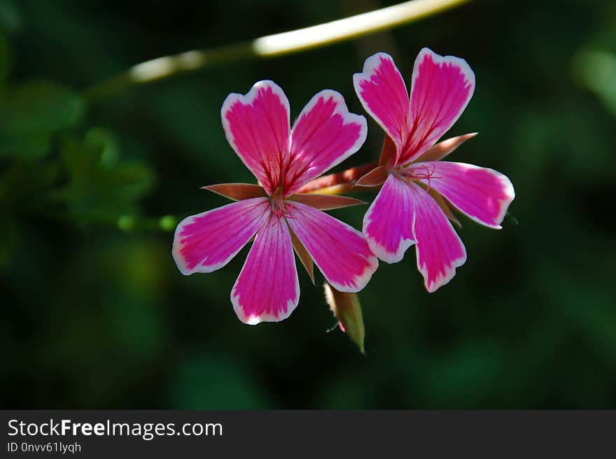 Flower, Plant, Flora, Flowering Plant