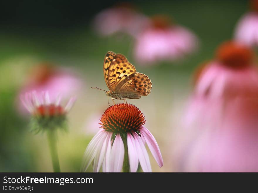 Butterfly, Nectar, Flower, Insect