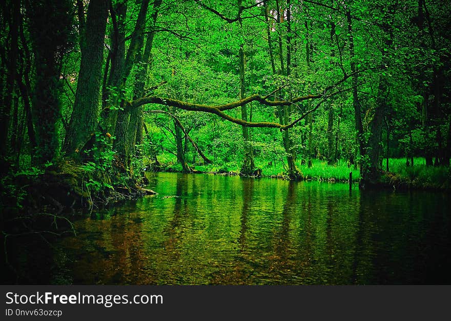 Green, Nature, Vegetation, Water