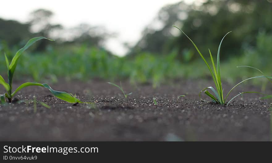 Vegetation, Plant, Grass, Leaf