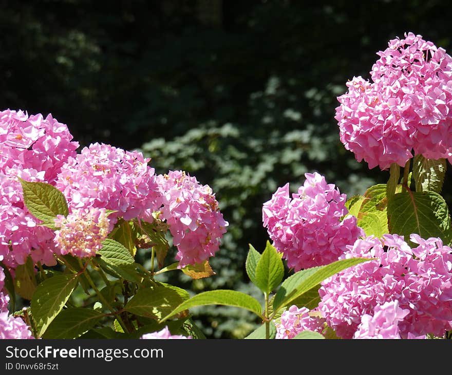 Flower, Plant, Pink, Hydrangea