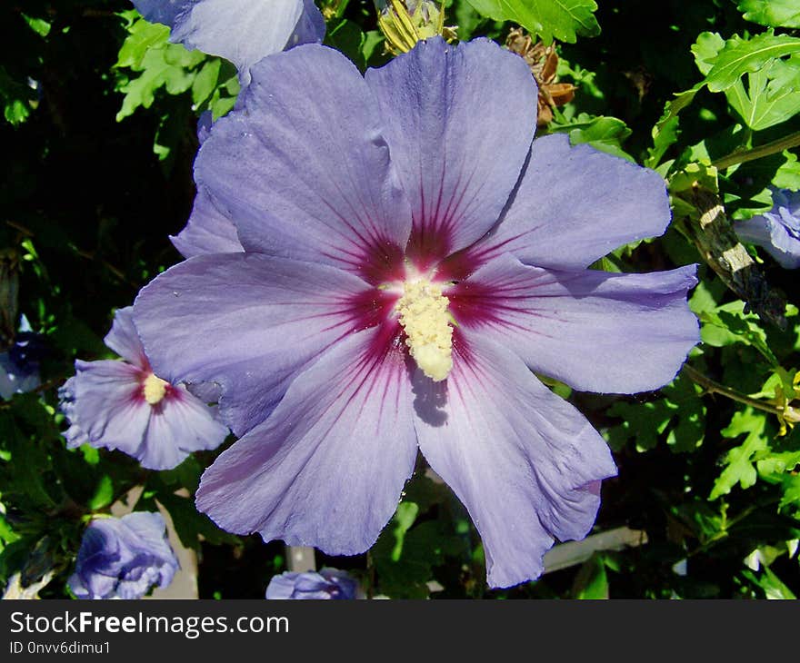 Flower, Plant, Hibiscus, Flowering Plant