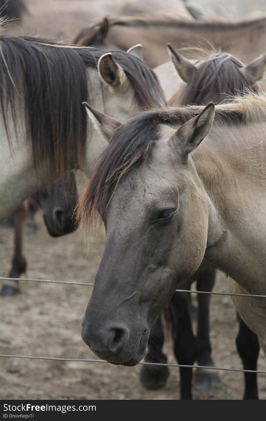 Horse, Mane, Horse Like Mammal, Fauna