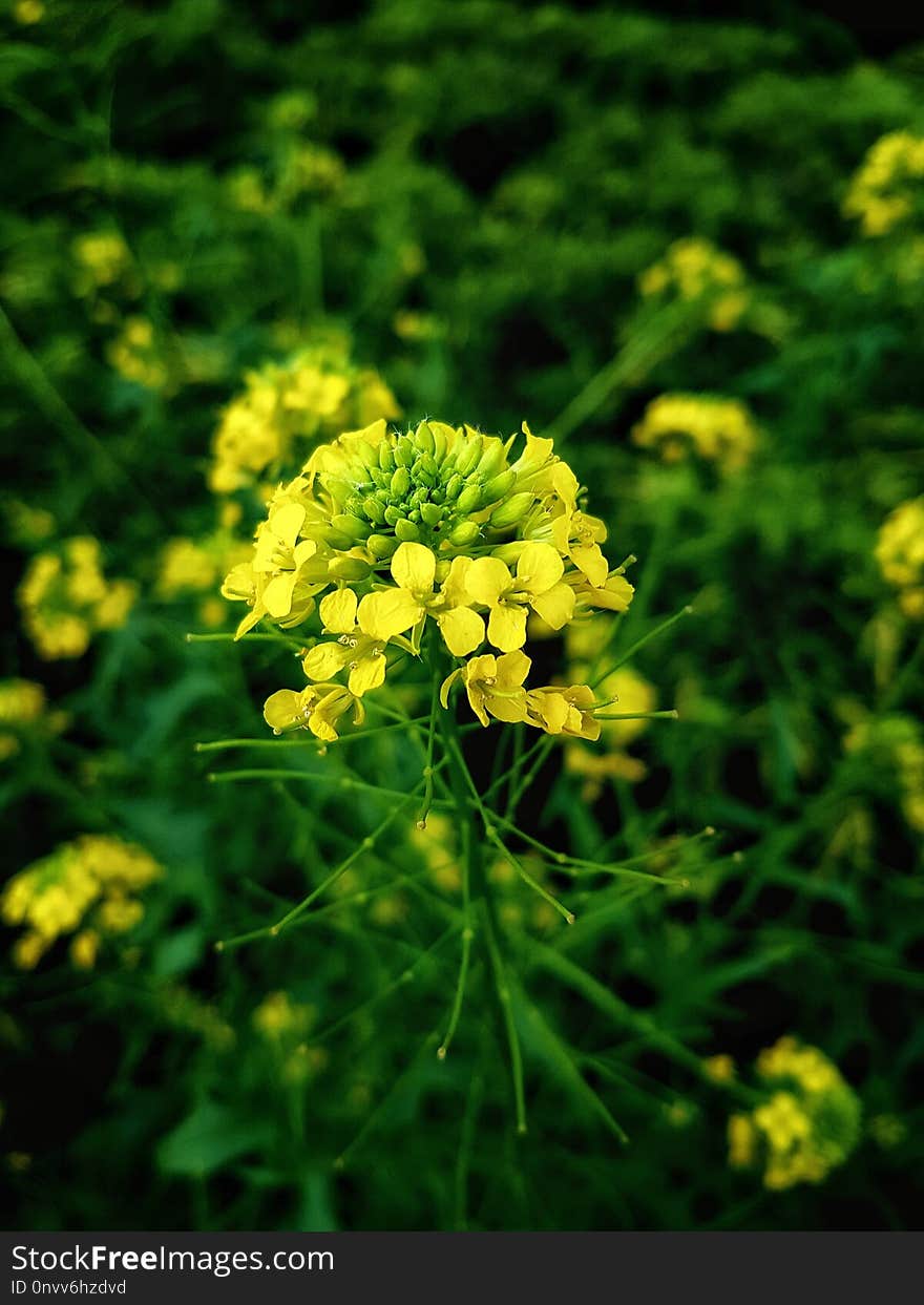 Yellow, Mustard Plant, Flower, Flora