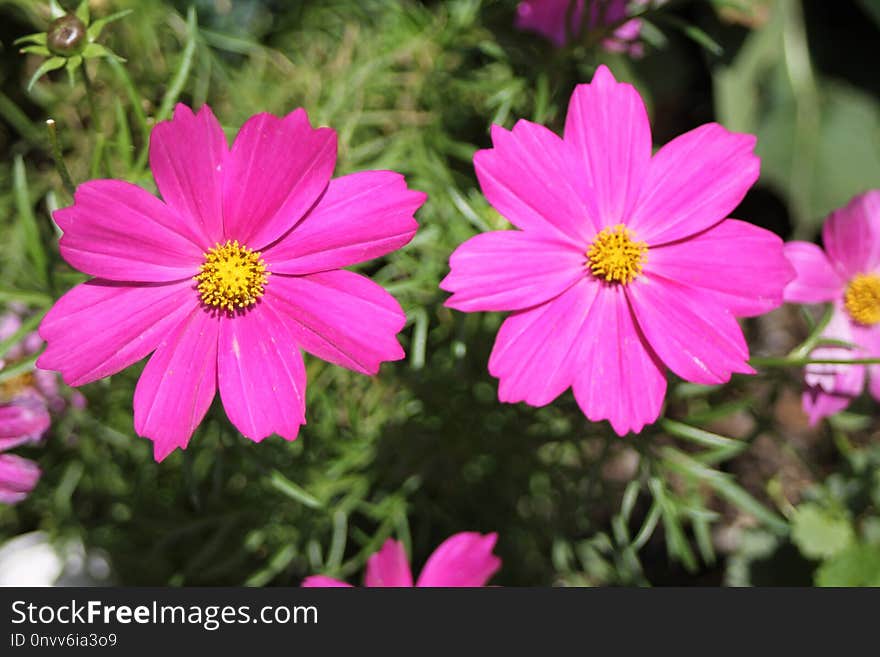 Flower, Garden Cosmos, Plant, Flora