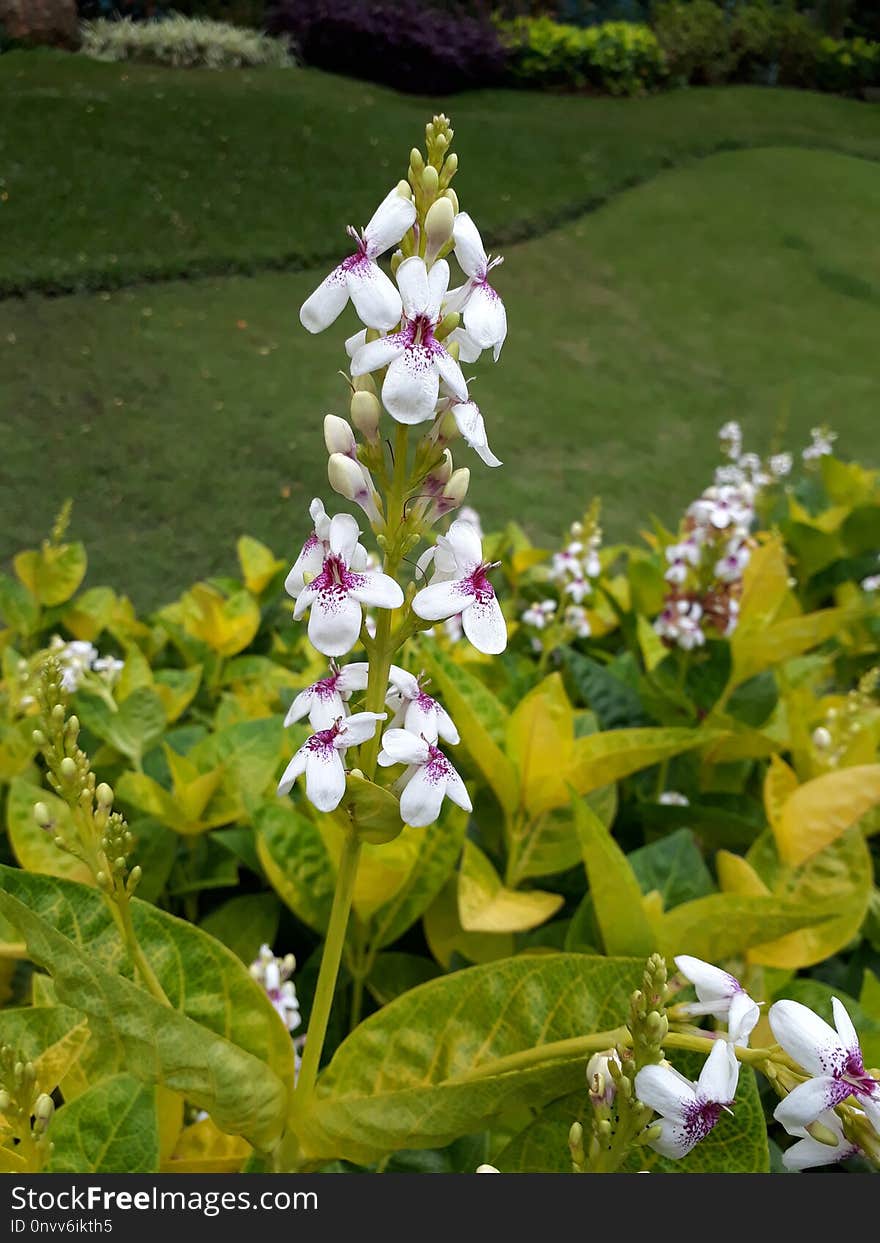 Plant, Flower, Flora, Flowering Plant