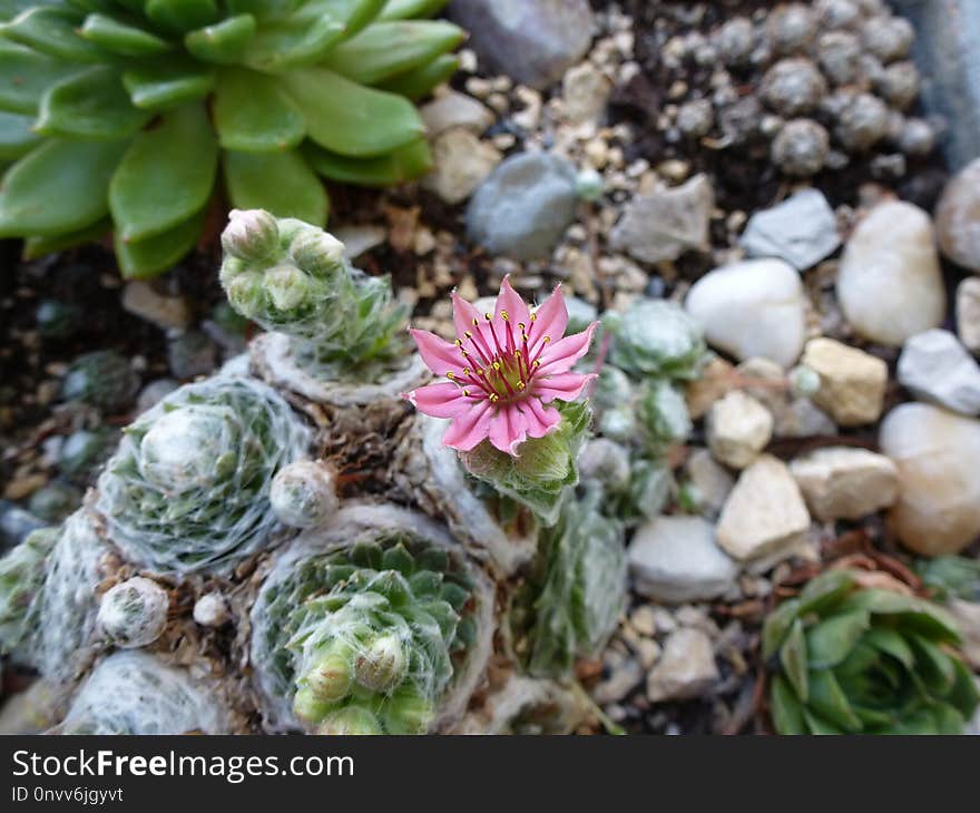 Plant, Flower, Flora, Groundcover