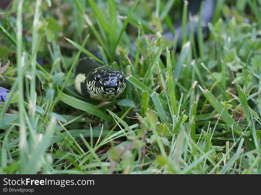 Fauna, Tortoise, Grass, Organism