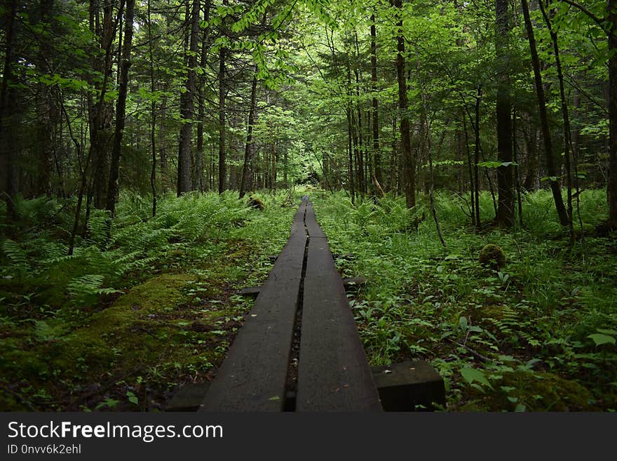 Forest, Path, Woodland, Nature