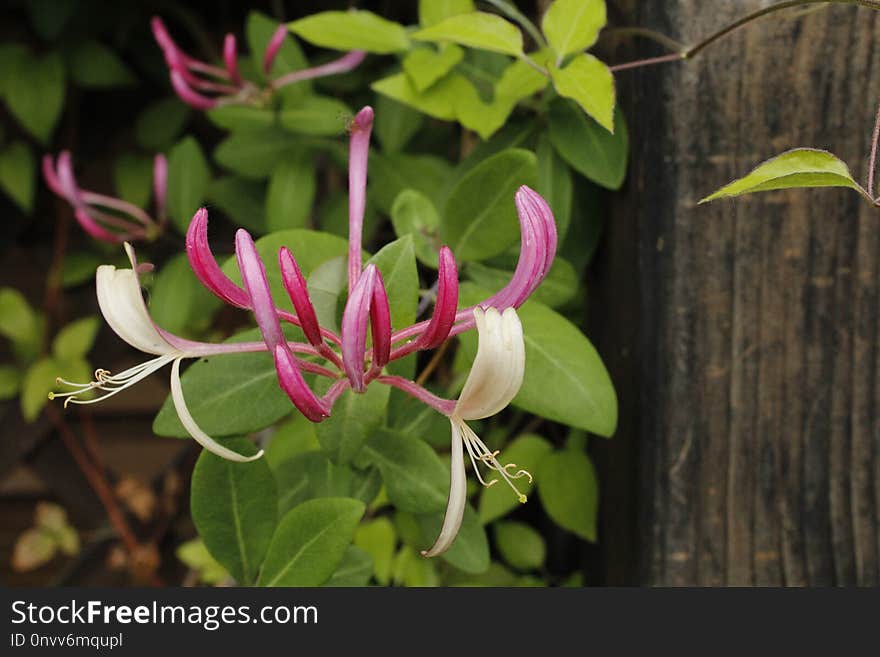 Plant, Flower, Honeysuckle, Flora