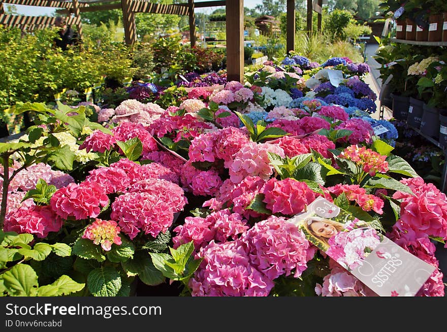 Flower, Plant, Flowering Plant, Hydrangea