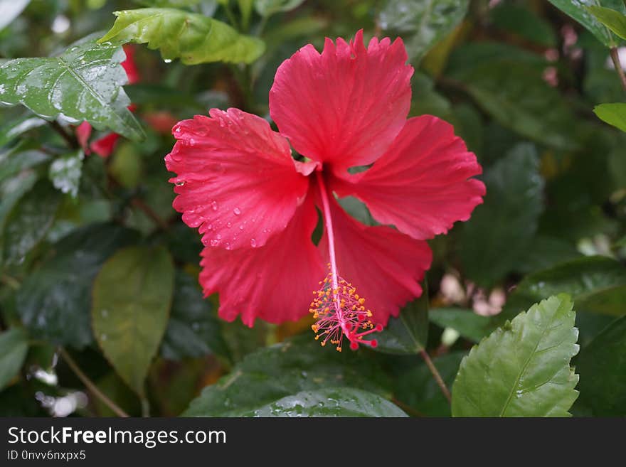 Flower, Plant, Flowering Plant, Hibiscus