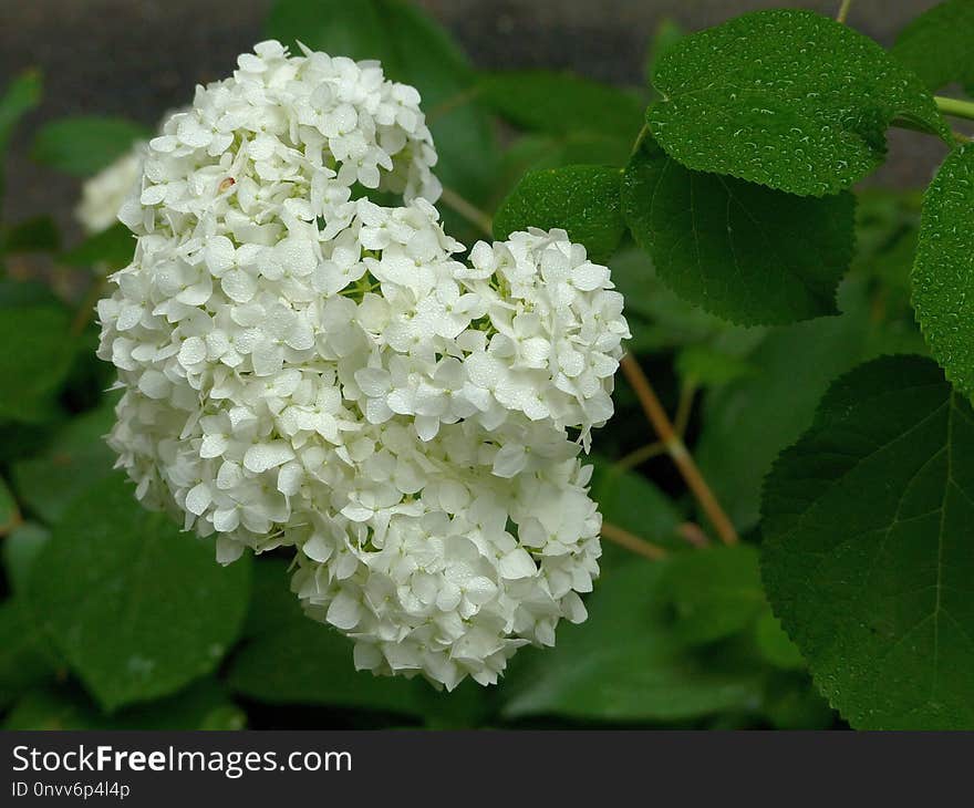 Flower, Plant, Nannyberry, Viburnum