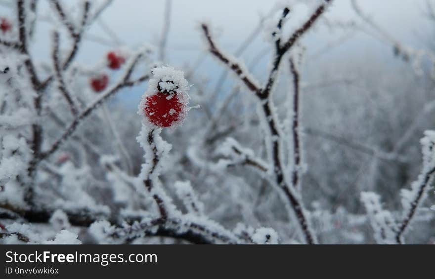 Winter, Frost, Freezing, Snow