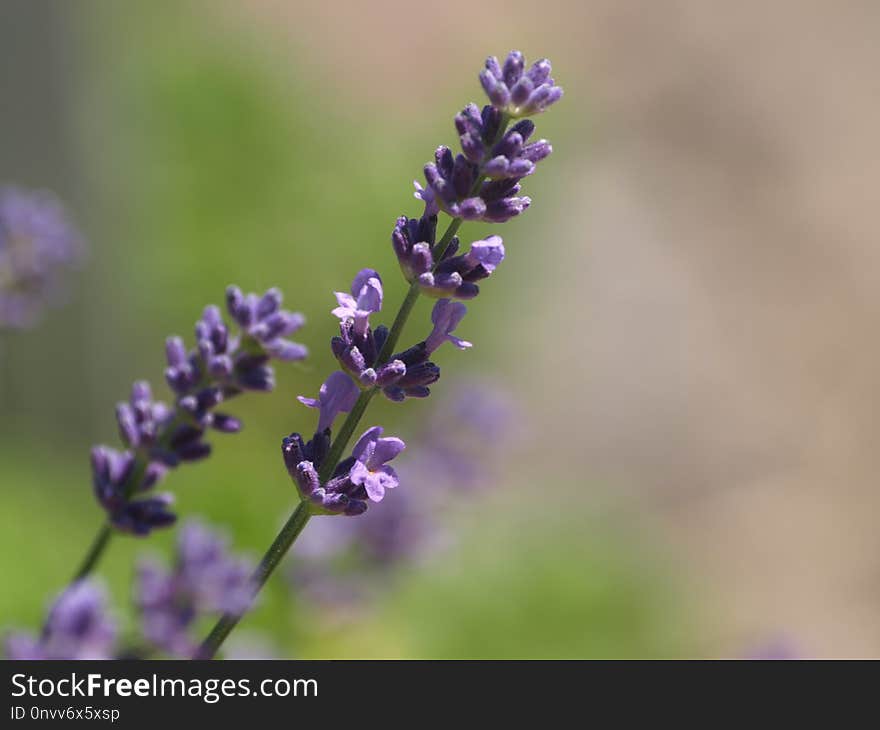 English Lavender, Lavender, Flower, Plant