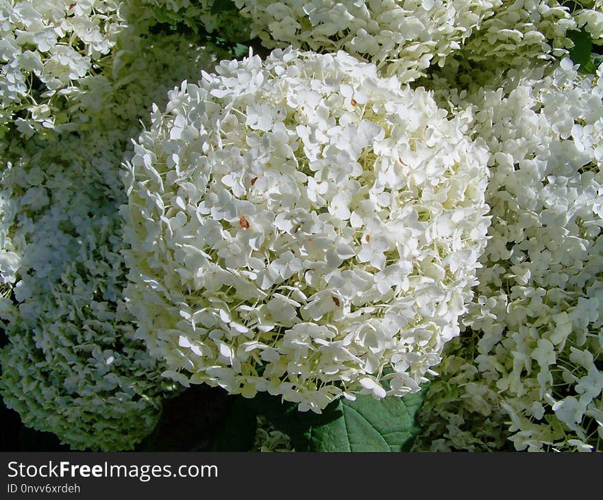 Flower, Plant, Flowering Plant, Hydrangea