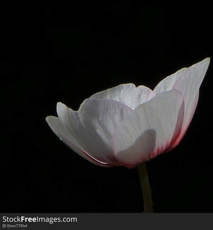 Flower, White, Plant, Flowering Plant