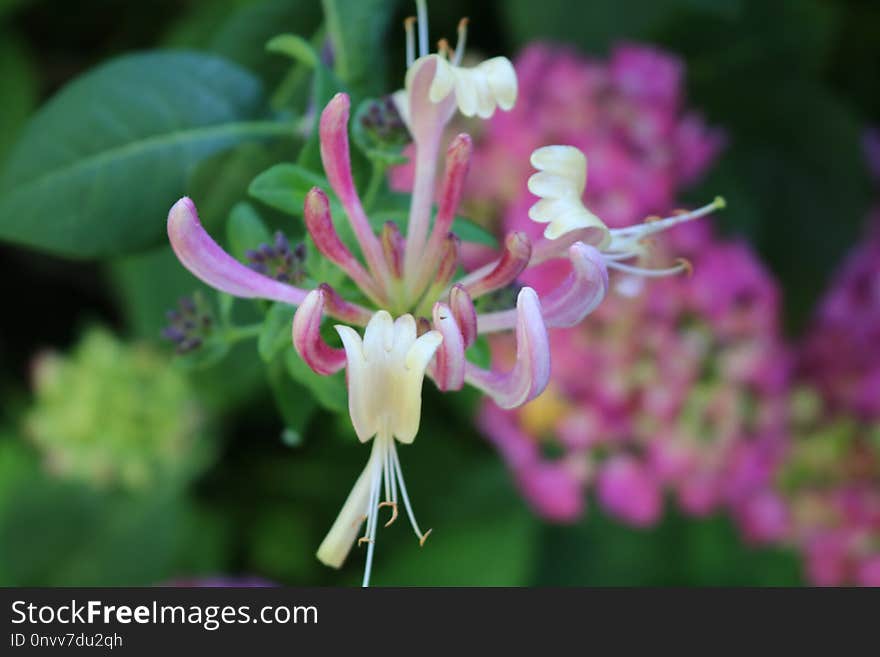 Flower, Plant, Flora, Honeysuckle