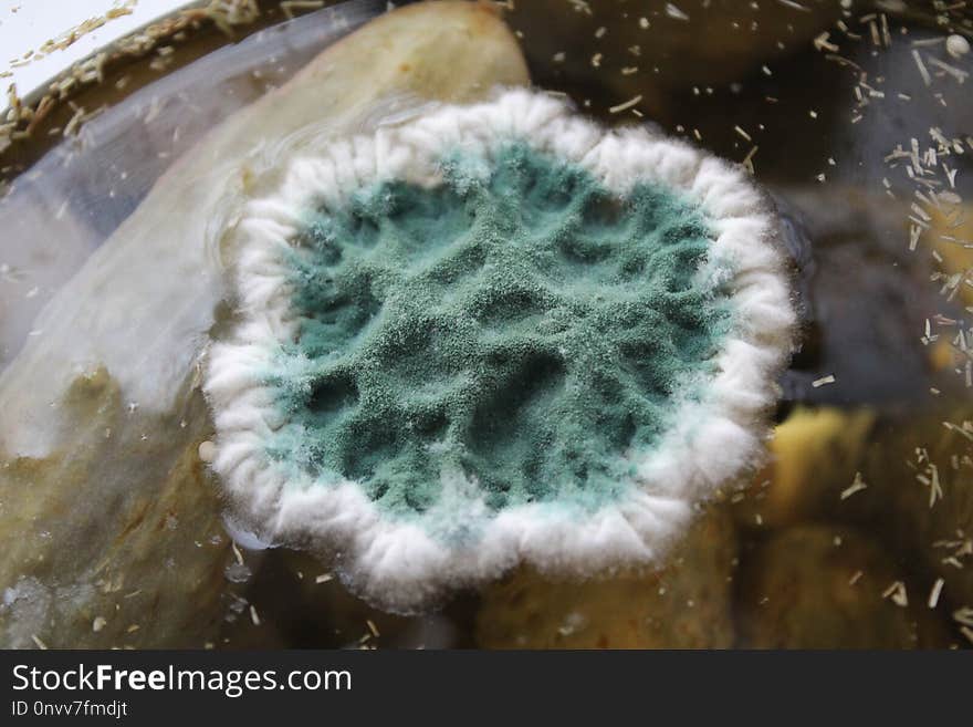 Water, Organism