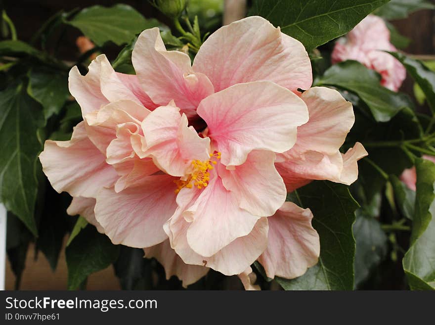 Flower, Plant, Hibiscus, Flowering Plant