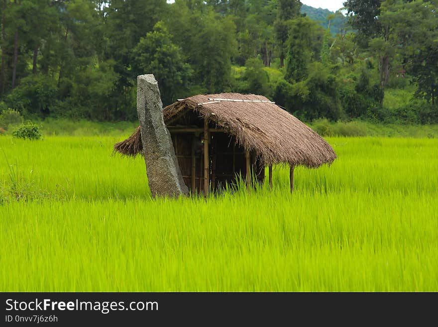 Field, Agriculture, Paddy Field, Grassland