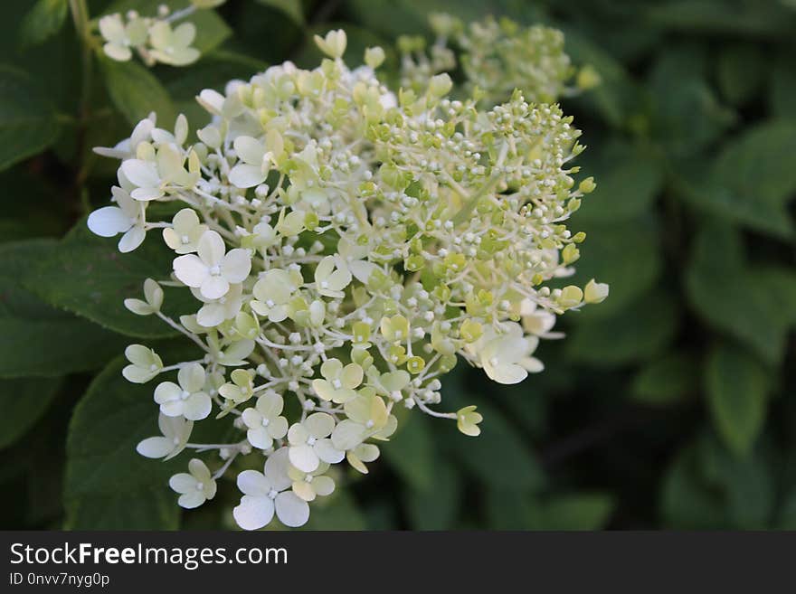 Plant, Flower, Cow Parsley, Hydrangea