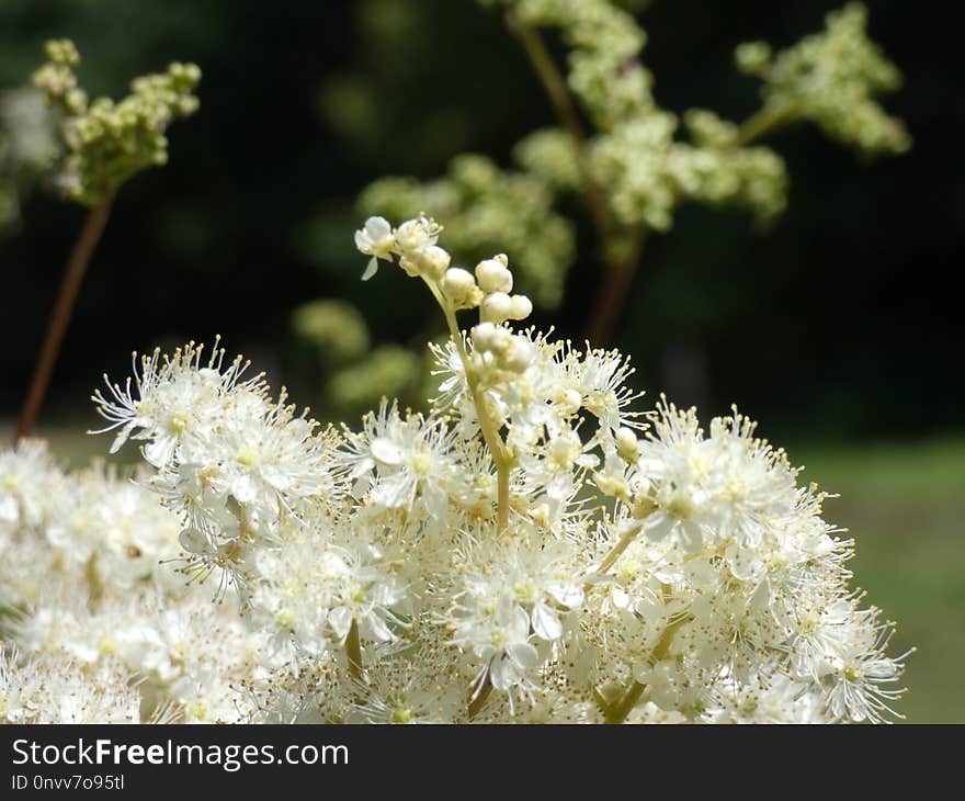 Plant, Flora, Meadowsweet, Flower