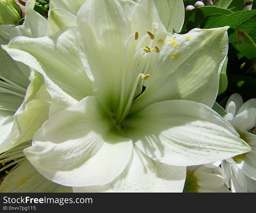 Flower, White, Plant, Lily