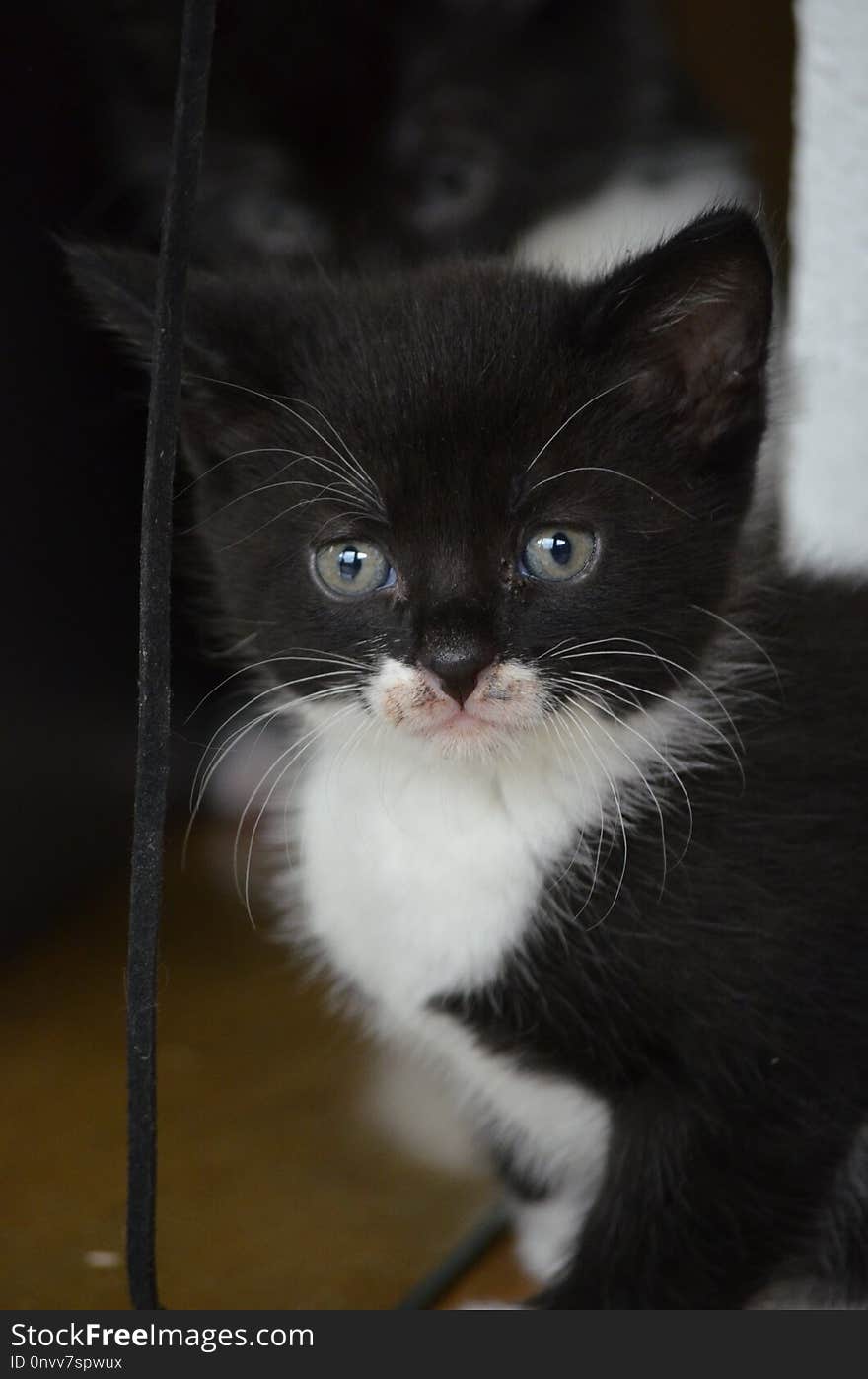 Cat, Whiskers, Black, Small To Medium Sized Cats