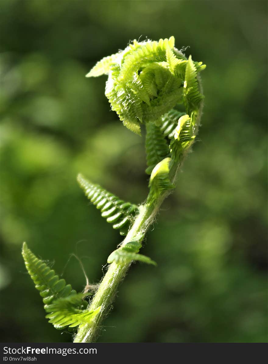 Plant, Leaf, Flora, Plant Stem