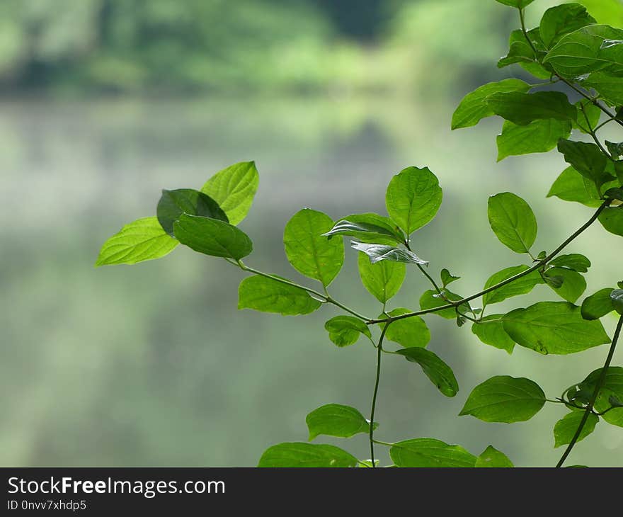 Leaf, Green, Plant, Branch