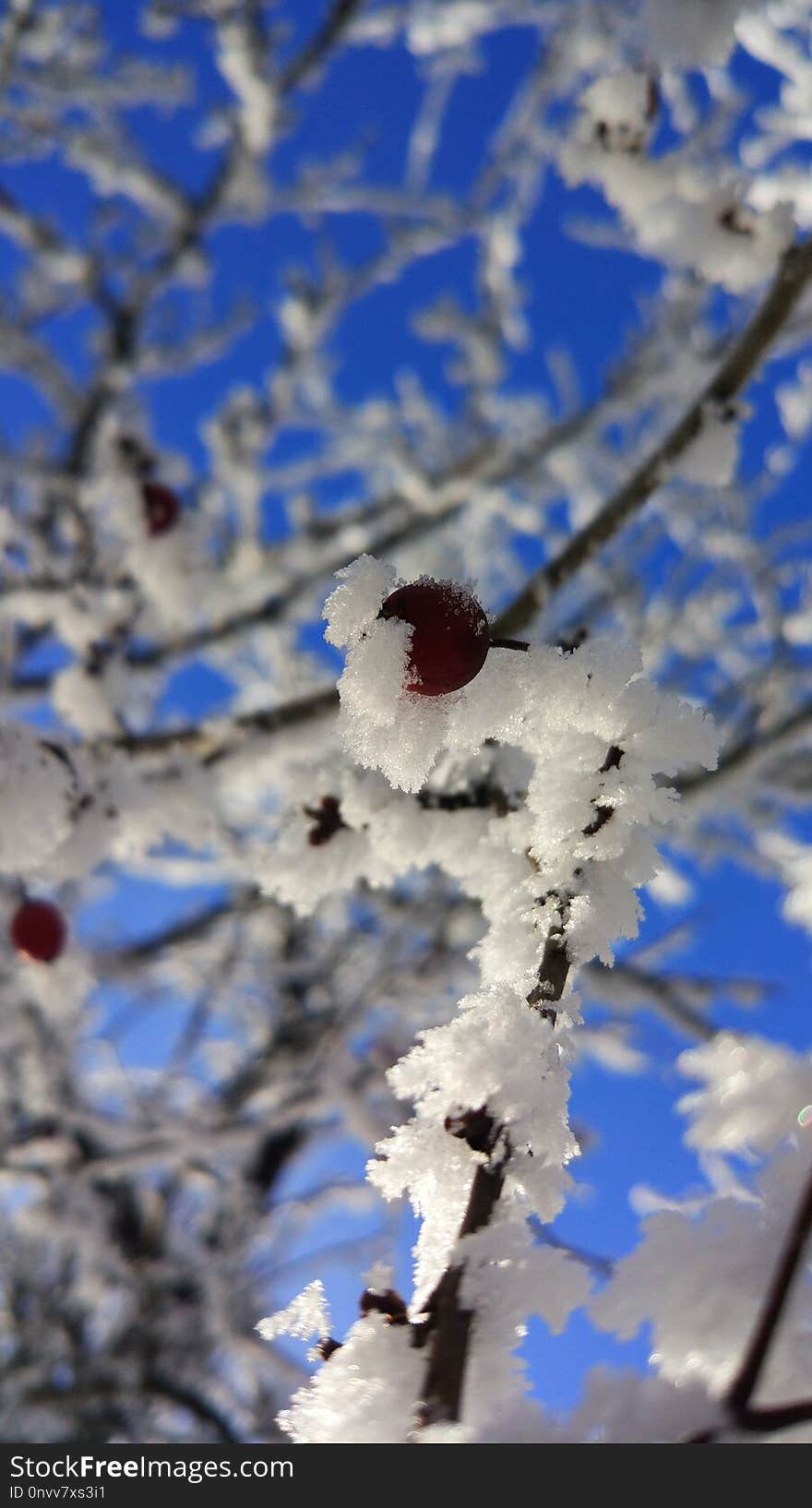 Blue, Branch, Winter, Sky