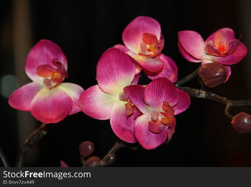 Flower, Flowering Plant, Pink, Plant