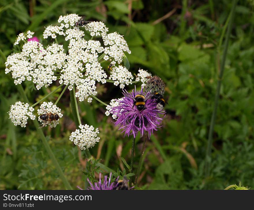 Flower, Plant, Flora, Flowering Plant