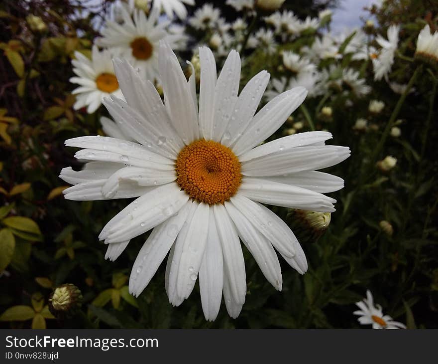 Flower, Oxeye Daisy, Flora, Plant