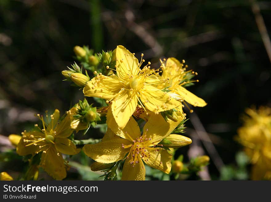 Flower, Flora, Yellow, Plant