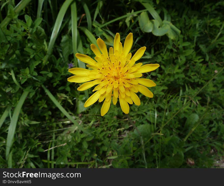 Flower, Flora, Plant, Daisy Family