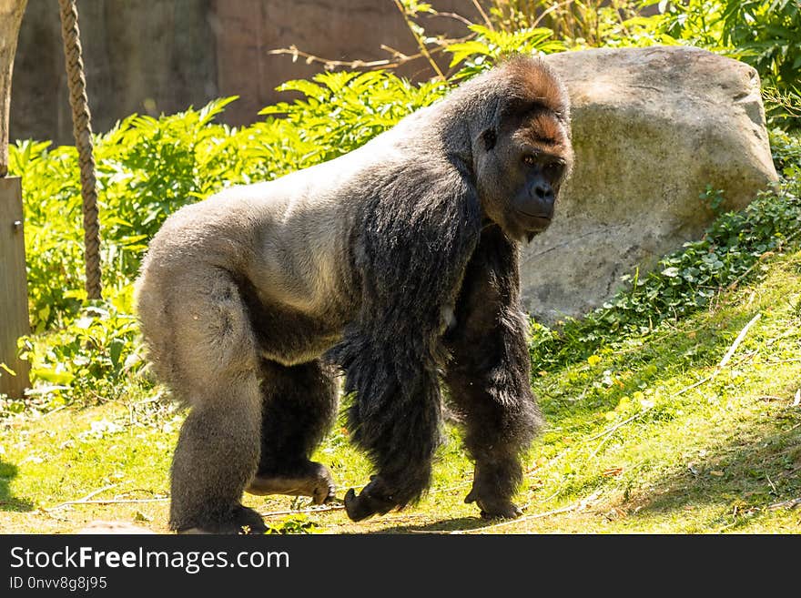 Great Ape, Fauna, Western Gorilla, Primate