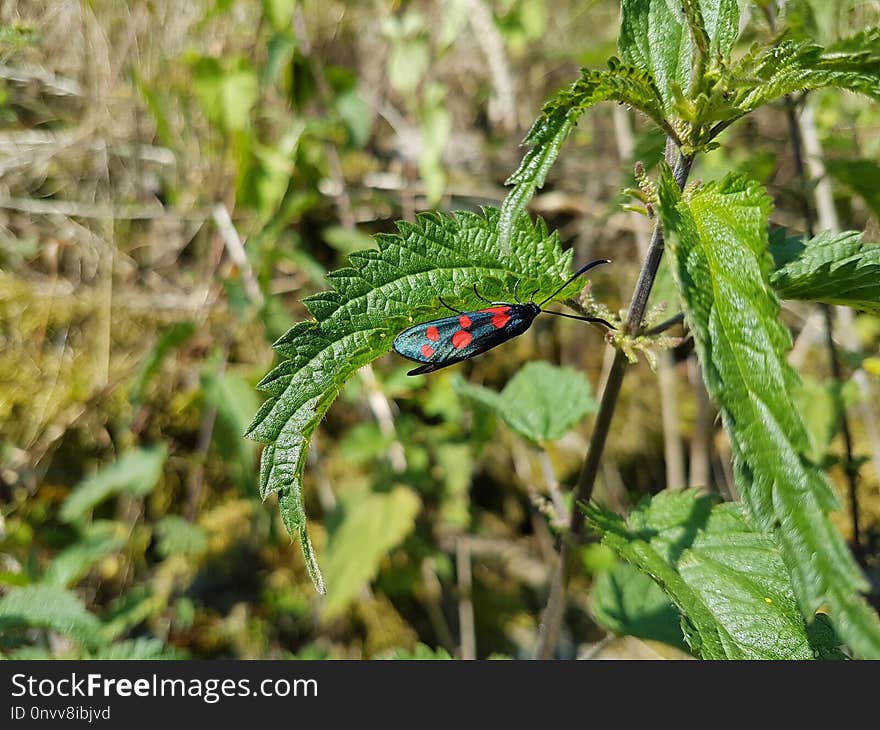 Plant, Leaf, Flora, Herb