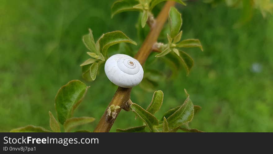 Plant, Flora, Branch